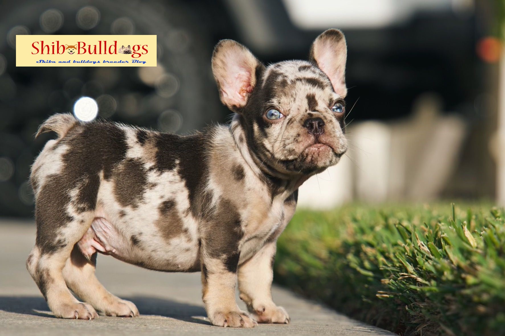Fluffy Merle Platinum French Bulldogs: The Most Expensive Frenchie ...